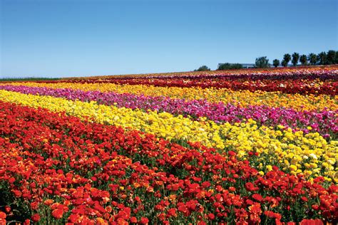 Flower Fields at Carlsbad Ranch will be open longer this season